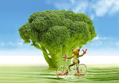 AGRICULTURE BIOLOGIQUE