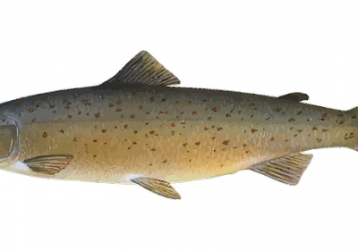 SAUMON: LE BIO N’EST PAS IRREPROCHABLE