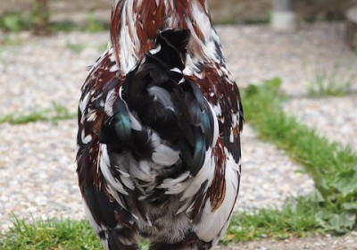 FAIRE FACE AUX NOMBREUSES RUSES DE L’INDUSTRIE ALIMENTAIRE