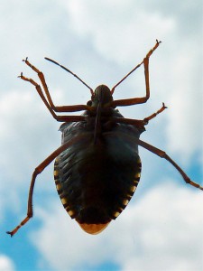insect-957867_640