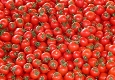 Légumes bio La culture de tomates bio sous serre échauffe les producteurs