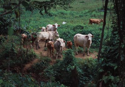 Leucose bovine Les vaches malades inquiètent la Réunion