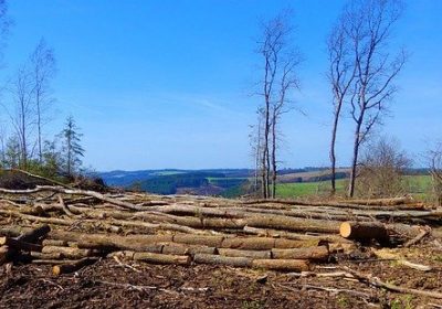 Zéro déforestation Encore du chemin à parcourir