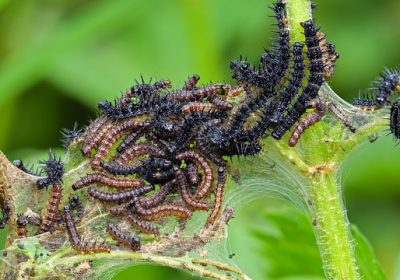 Chenilles processionnairesNouvelle espèce nuisible