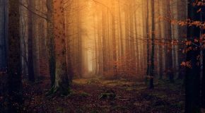 Investissements forestiers L’avantage fiscal va être modifié